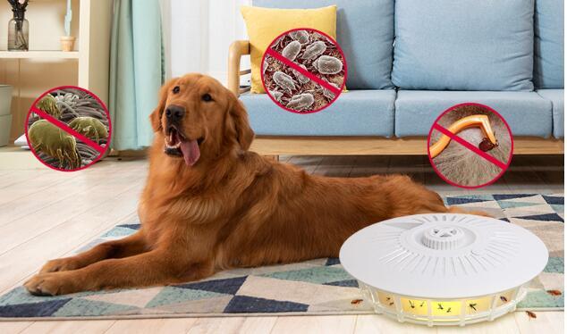 Flea Trap Home Flea Trap Pet Removal Flea Indoor
